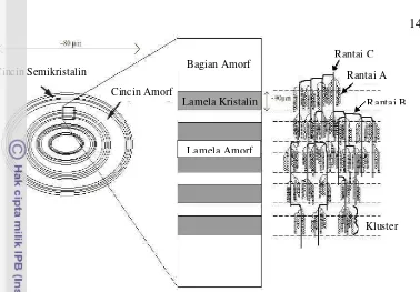 Gambar 2.2 Struktur granula pati yang menunjukkan daerah amorf                        