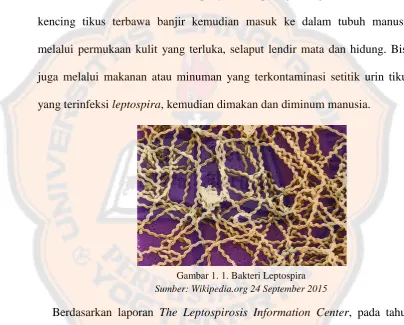 Gambar 1. 1. Bakteri Leptospira  
