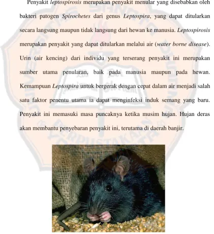 Gambar 3. 1. Tikus sebagai Penyebar Utama 