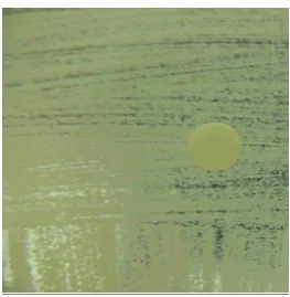 Gambar 4.25. Etanol tidak membentuk zona inhibisi pada medium MH yang ditanam  jamur Candida albicans  