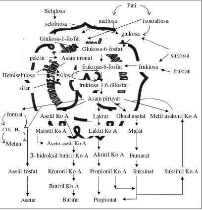 Gambar 2. Skema fermentasi karbohidrat dalam rumen (Kamal, 1994) 
