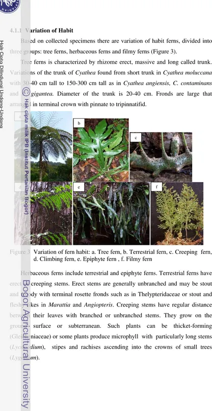 Figure 3  Variation of fern habit: a. Tree fern, b. Terrestrial fern, c. Creeping  fern, 