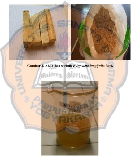 Gambar 2. Akar dan serbuk Eurycoma longifolia Jack 