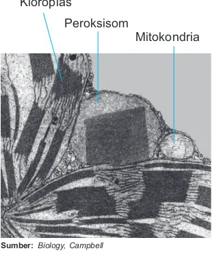 Gambar 1.24Glioksisom terdapat pada sel tanaman. Glioksisom berperanStruktur peroksisomdalam metabolisme asam lemak dan tempat terjadinya siklus