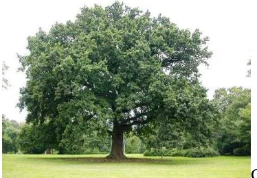 Gambar 7.Pohon Beringin 