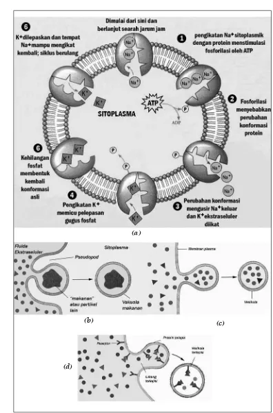 Gambar 1.13 (a) Proses transpor aktif. (b) Fagositosis, (c) Pinositosis, (d) Endositosis.