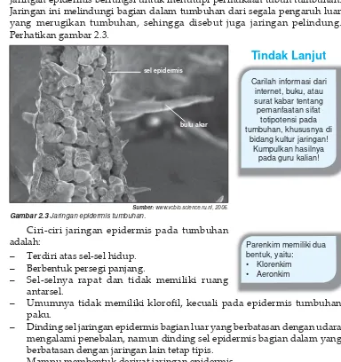 Gambar 2.3 Jaringan epidermis tumbuhan.