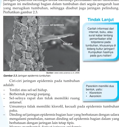 Gambar 2.3 Jaringan epidermis tumbuhan.