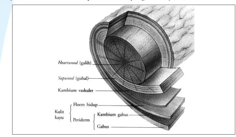 Gambar 2.10 Jaringan gabus.