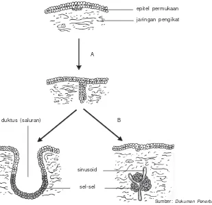 Gambar 3.9 Proses pembentukan kelenjar oleh epitelium, yaitu kelenjareksokrin dan endokrin.