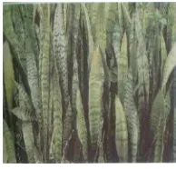 Gambar 1 Tumbuhan Sansevieria trifasciata