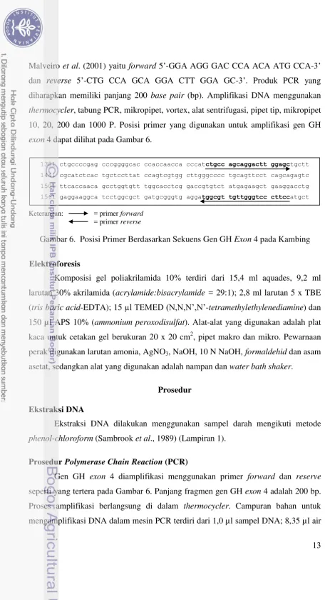 Gambar 6.  Posisi Primer Berdasarkan Sekuens Gen GH Exon 4 pada Kambing 