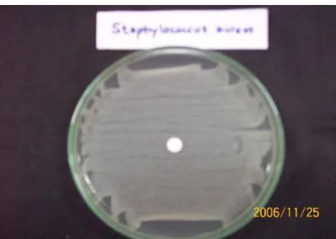 Gambar L1a  Zona Hambatan Pertumbuhan Staphylococcus aureus 