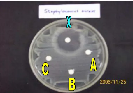 Gambar L1c  Zona Hambatan Pertumbuhan Staphylococcus aures Oleh 