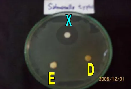 Gambar L2c  Zona Hambatan Pertumbuhan Salmonella typhi Oleh  