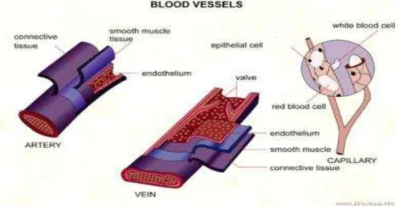 Gambar 2. Pembuluh vena dan arteri 