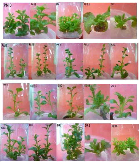 Gambar 2. Penampilan Planlet Kontrol Dendranthema grandiflora Tzvelev. dan Planlet yang Diiradiasi dengan Sinar Gamma 