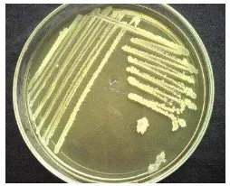 Gambar 1  Koloni Bacillus spp. pada media TSA 