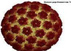 Gambar 1  Human Papilloma Virus (HPV). 