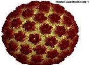 Gambar 1  Human Papilloma Virus (HPV). 