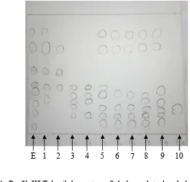 Gambar 4   Profil KLT hasil kromatografi kolom ekstrak n-heksana buah sirih 