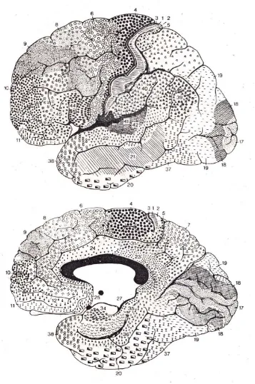Gambar 2.1 Area-area Cortex cerebri menurut Brodman (Chusid, 