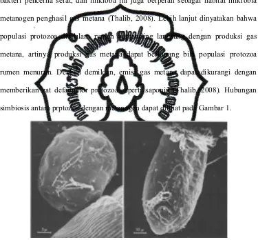 Gambar 1. Simbiosis Protozoa dengan Metanogen (Vogels et al.,1980)