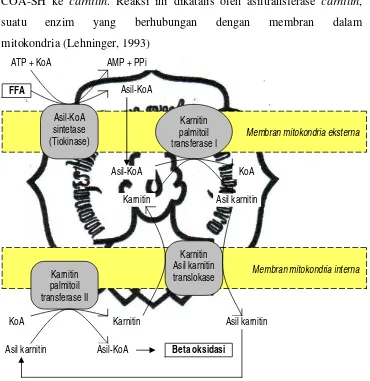 Gambar 2. Mekanisme tansfer asam lemak melalui pengangkutan carnitin 
