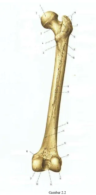 Gambar 2.2 Tulang femur tampak belakang (Putz and Pabts, 2005). 