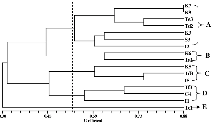 Gambar 5. Dendogram kekerabatan aksesi gulma E. crus-galli 