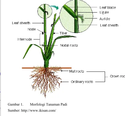 Gambar 1. Morfologi Tanaman Padi 