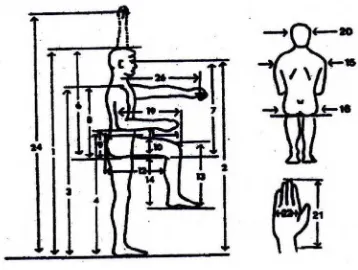 Gambar 2.1 Antropometri Dimensi Tubuh Manusia (Sumber Data : Stevenson, 1989; Nurmianto,1991)  