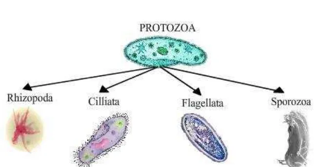 Gambar klasifikasi Protozoa: