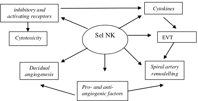 Gambar 3. Pengaturan sel NK pada proses plasentasi dan remodeling arteri 