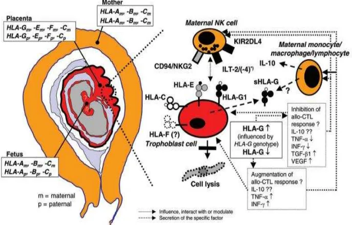 Gambar 7. Hubungan HLA-E dengan sel NK pada kehamilan normal dan preeklampsia berat (Hviid, 2006) 