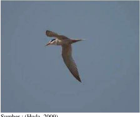 Gambar 1. Burung dara laut S. hirundo yang Sedang Terbang 