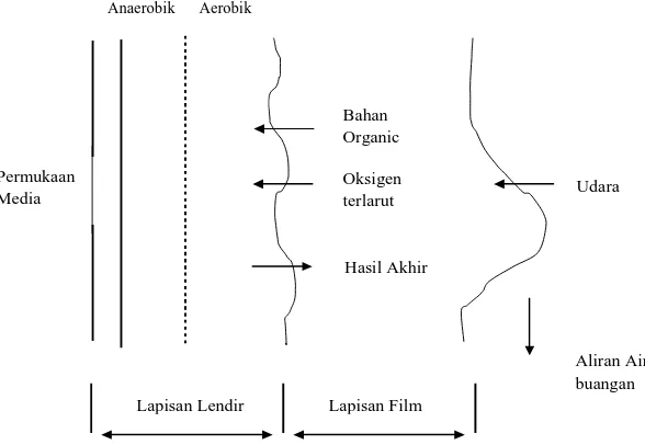 Gambar 2.1  Mekanisme Proses Metabolisme di dalam Sistem Biofilm 