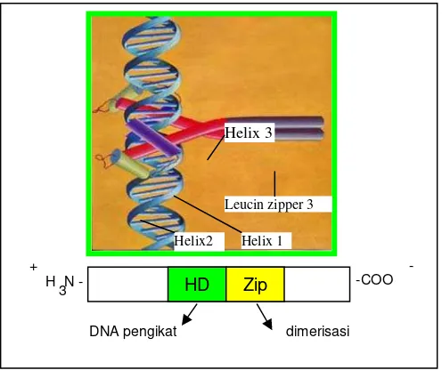 Gambar 1.  Struktur gen regulator HD-Zip.   Motif HD  berperan sebagai DNA pengikat pada ujung N,  dan leucin zipper pada ujung C untuk dimerisasi  