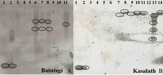 Gambar 4. Hasil analisis Southern pada cv. Batutegi (A) dan Kasalath (B) 