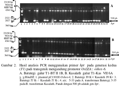 Gambar 2.  Hasil analisis PCR menggunakan primer hpt  pada generasi kedua 