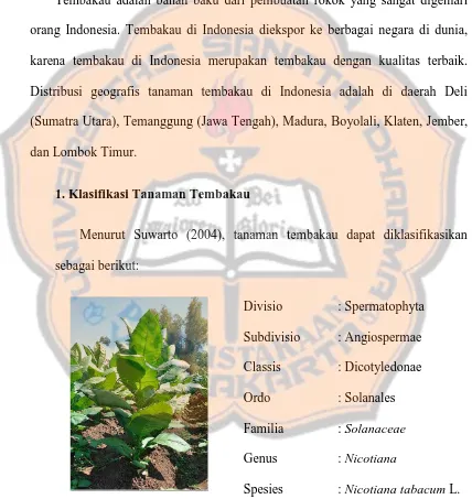 Gambar 2.1. Tanaman tembakau ( Sumber: http://balittas.litbang.pertanian.go.id) 