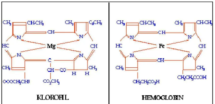 Gambar 2. Struktur Molekul Klorofil dan Hemoglobin (Johnson, 2005)  