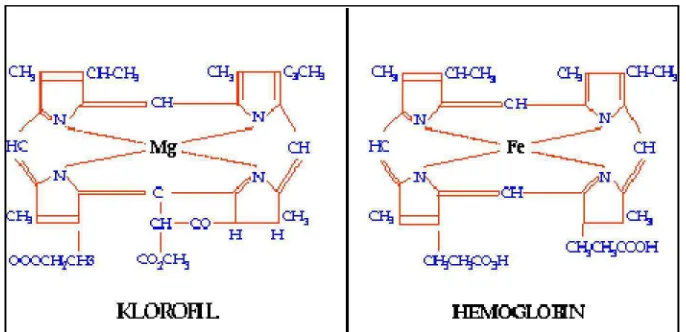 Gambar 2. Struktur Molekul Klorofil dan Hemoglobin (Johnson, 2005)  