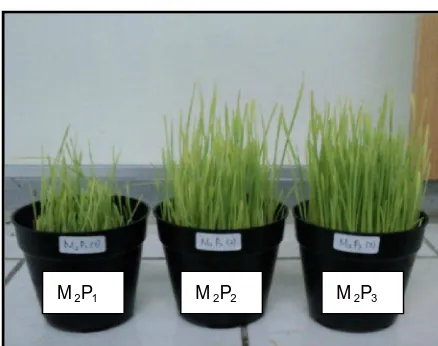 Gambar 5. Perbedaan Pertumbuhan Tanaman Wheatgrass pada Media Pasir dan   Kompos dengan Volume Penyiraman yang Berbeda 