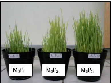 Gambar 9. Perbedaan Pertumbuhan Tanaman Wheatgrass pada Berbagai Media Tanam yang Berbeda dengan Volume Penyiraman Kapasitas Lapang  