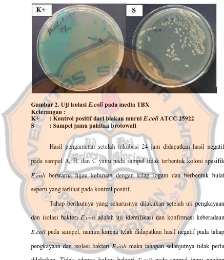 Gambar 2. Uji isolasi E.coli pada media TBX  Keterangan : 