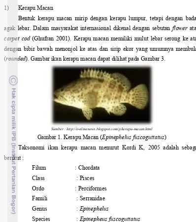 Gambar 1. Kerapu Macan (Epinephelus fuscoguttatus) 