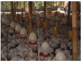 Gambar 7. Ayam Broiler Siap Panen dengan Masa Pemeliharaan 45 hari 