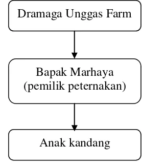 Gambar 8.  Struktur Organisasi pada Peternakan Ayam Broiler Milik Bapak Marhaya 