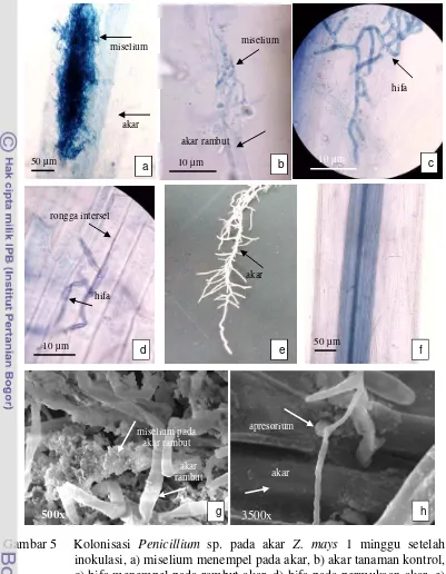 Gambar 5  Kolonisasi Penicillium sp. pada akar Z. mays 1 minggu setelah 
